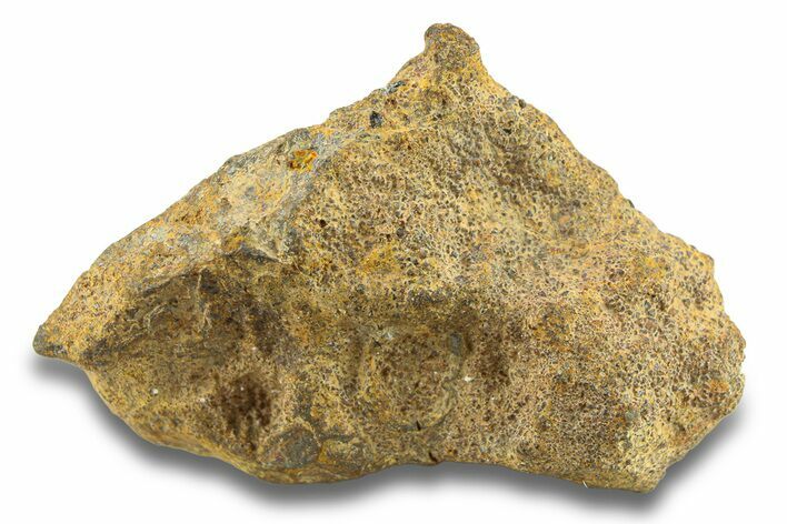 Pallasite Meteorite ( g) - NWA #281418